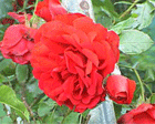 Rose Pauls Scarlet