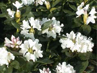 Rhododentro weissblühend