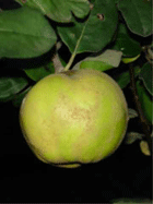 Apfel Sorte Wudonia